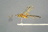  (Heterischnus - BC ZSM HYM 15635)  @13 [ ] CreativeCommons - Attribution Non-Commercial Share-Alike (2017) SNSB, Staatliche Naturwissenschaftliche Sammlungen Bayerns ZSM (SNSB, Zoologische Staatssammlung Muenchen)
