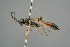  (Tycherus fuscicornis - BC ZSM HYM 15639)  @13 [ ] CreativeCommons - Attribution Non-Commercial Share-Alike (2017) SNSB, Staatliche Naturwissenschaftliche Sammlungen Bayerns ZSM (SNSB, Zoologische Staatssammlung Muenchen)