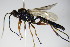  ( - BC ZSM HYM 16353)  @13 [ ] CreativeCommons - Attribution Non-Commercial Share-Alike (2015) Unspecified SNSB, Zoologische Staatssammlung Muenchen
