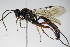  ( - BC ZSM HYM 16354)  @14 [ ] CreativeCommons - Attribution Non-Commercial Share-Alike (2015) Unspecified SNSB, Zoologische Staatssammlung Muenchen