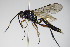  (Vulgichneumon - BC ZSM HYM 16362)  @14 [ ] CreativeCommons - Attribution Non-Commercial Share-Alike (2015) Unspecified SNSB, Zoologische Staatssammlung Muenchen