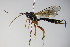  ( - BC ZSM HYM 16378)  @12 [ ] CreativeCommons - Attribution Non-Commercial Share-Alike (2015) Unspecified SNSB, Zoologische Staatssammlung Muenchen