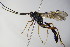  ( - BC ZSM HYM 16392)  @13 [ ] CreativeCommons - Attribution Non-Commercial Share-Alike (2015) Unspecified SNSB, Zoologische Staatssammlung Muenchen