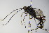  ( - BC ZSM HYM 16394)  @13 [ ] CreativeCommons - Attribution Non-Commercial Share-Alike (2015) Unspecified SNSB, Zoologische Staatssammlung Muenchen