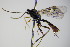  ( - BC ZSM HYM 16395)  @13 [ ] CreativeCommons - Attribution Non-Commercial Share-Alike (2015) Unspecified SNSB, Zoologische Staatssammlung Muenchen