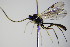  ( - BC ZSM HYM 16396)  @12 [ ] CreativeCommons - Attribution Non-Commercial Share-Alike (2015) Unspecified SNSB, Zoologische Staatssammlung Muenchen