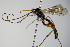  ( - BC ZSM HYM 16398)  @12 [ ] CreativeCommons - Attribution Non-Commercial Share-Alike (2015) Unspecified SNSB, Zoologische Staatssammlung Muenchen