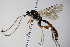  (Diblastomorpha - BC ZSM HYM 16400)  @13 [ ] CreativeCommons - Attribution Non-Commercial Share-Alike (2015) Unspecified SNSB, Zoologische Staatssammlung Muenchen