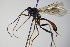  ( - BC ZSM HYM 16407)  @13 [ ] CreativeCommons - Attribution Non-Commercial Share-Alike (2015) Unspecified SNSB, Zoologische Staatssammlung Muenchen