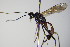 ( - BC ZSM HYM 16408)  @13 [ ] CreativeCommons - Attribution Non-Commercial Share-Alike (2015) Unspecified SNSB, Zoologische Staatssammlung Muenchen
