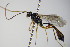  ( - BC ZSM HYM 16410)  @12 [ ] CreativeCommons - Attribution Non-Commercial Share-Alike (2015) Unspecified SNSB, Zoologische Staatssammlung Muenchen