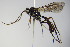  ( - BC ZSM HYM 16414)  @11 [ ] CreativeCommons - Attribution Non-Commercial Share-Alike (2015) Unspecified SNSB, Zoologische Staatssammlung Muenchen