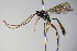  ( - BC ZSM HYM 16416)  @13 [ ] CreativeCommons - Attribution Non-Commercial Share-Alike (2015) Unspecified SNSB, Zoologische Staatssammlung Muenchen