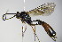  ( - BC ZSM HYM 16417)  @13 [ ] CreativeCommons - Attribution Non-Commercial Share-Alike (2015) Unspecified SNSB, Zoologische Staatssammlung Muenchen