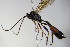  ( - BC ZSM HYM 16418)  @13 [ ] CreativeCommons - Attribution Non-Commercial Share-Alike (2015) Unspecified SNSB, Zoologische Staatssammlung Muenchen