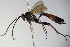  ( - BC ZSM HYM 16419)  @13 [ ] CreativeCommons - Attribution Non-Commercial Share-Alike (2015) Unspecified SNSB, Zoologische Staatssammlung Muenchen
