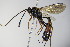  ( - BC ZSM HYM 16420)  @13 [ ] CreativeCommons - Attribution Non-Commercial Share-Alike (2015) Unspecified SNSB, Zoologische Staatssammlung Muenchen