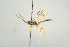  ( - BC ZSM HYM 19766)  @13 [ ] CreativeCommons - Attribution Non-Commercial Share-Alike (2017) SNSB, Staatliche Naturwissenschaftliche Sammlungen Bayerns ZSM (SNSB, Zoologische Staatssammlung Muenchen)