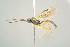  ( - BC ZSM HYM 19768)  @15 [ ] CreativeCommons - Attribution Non-Commercial Share-Alike (2017) SNSB, Staatliche Naturwissenschaftliche Sammlungen Bayerns ZSM (SNSB, Zoologische Staatssammlung Muenchen)