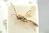  ( - BC ZSM HYM 19812)  @12 [ ] CreativeCommons - Attribution Non-Commercial Share-Alike (2017) SNSB, Staatliche Naturwissenschaftliche Sammlungen Bayerns ZSM (SNSB, Zoologische Staatssammlung Muenchen)