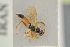  ( - BC ZSM HYM 19820)  @12 [ ] CreativeCommons - Attribution Non-Commercial Share-Alike (2017) SNSB, Staatliche Naturwissenschaftliche Sammlungen Bayerns ZSM (SNSB, Zoologische Staatssammlung Muenchen)