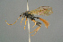  ( - BC ZSM HYM 19839)  @14 [ ] CreativeCommons - Attribution Non-Commercial Share-Alike (2017) SNSB, Staatliche Naturwissenschaftliche Sammlungen Bayerns ZSM (SNSB, Zoologische Staatssammlung Muenchen)