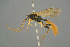  (Tryphon signator - BC ZSM HYM 19840)  @14 [ ] CreativeCommons - Attribution Non-Commercial Share-Alike (2017) SNSB, Staatliche Naturwissenschaftliche Sammlungen Bayerns ZSM (SNSB, Zoologische Staatssammlung Muenchen)