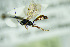  ( - BC ZSM HYM 20967)  @13 [ ] CreativeCommons - Attribution Non-Commercial Share-Alike (2014) Stefan Schmidt SNSB, Zoologische Staatssammlung Muenchen