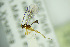  ( - BC ZSM HYM 20976)  @12 [ ] CreativeCommons - Attribution Non-Commercial Share-Alike (2014) Stefan Schmidt SNSB, Zoologische Staatssammlung Muenchen