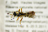  ( - BC ZSM HYM 21284)  @12 [ ] CreativeCommons - Attribution Non-Commercial Share-Alike (2019) SNSB, Staatliche Naturwissenschaftliche Sammlungen Bayerns ZSM (SNSB, Zoologische Staatssammlung Muenchen)