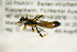  ( - BC ZSM HYM 21285)  @11 [ ] CreativeCommons - Attribution Non-Commercial Share-Alike (2019) SNSB, Staatliche Naturwissenschaftliche Sammlungen Bayerns ZSM (SNSB, Zoologische Staatssammlung Muenchen)