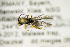 ( - BC ZSM HYM 21290)  @12 [ ] CreativeCommons - Attribution Non-Commercial Share-Alike (2019) SNSB, Staatliche Naturwissenschaftliche Sammlungen Bayerns ZSM (SNSB, Zoologische Staatssammlung Muenchen)