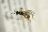  ( - BC ZSM HYM 21304)  @12 [ ] CreativeCommons - Attribution Non-Commercial Share-Alike (2019) SNSB, Staatliche Naturwissenschaftliche Sammlungen Bayerns ZSM (SNSB, Zoologische Staatssammlung Muenchen)
