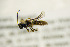  ( - BC ZSM HYM 21310)  @13 [ ] CreativeCommons - Attribution Non-Commercial Share-Alike (2019) SNSB, Staatliche Naturwissenschaftliche Sammlungen Bayerns ZSM (SNSB, Zoologische Staatssammlung Muenchen)
