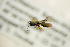  ( - BC ZSM HYM 21313)  @12 [ ] CreativeCommons - Attribution Non-Commercial Share-Alike (2019) SNSB, Staatliche Naturwissenschaftliche Sammlungen Bayerns ZSM (SNSB, Zoologische Staatssammlung Muenchen)