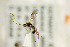  ( - BC ZSM HYM 21314)  @13 [ ] CreativeCommons - Attribution Non-Commercial Share-Alike (2019) SNSB, Staatliche Naturwissenschaftliche Sammlungen Bayerns ZSM (SNSB, Zoologische Staatssammlung Muenchen)