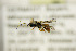  ( - BC ZSM HYM 21334)  @12 [ ] CreativeCommons - Attribution Non-Commercial Share-Alike (2019) SNSB, Staatliche Naturwissenschaftliche Sammlungen Bayerns ZSM (SNSB, Zoologische Staatssammlung Muenchen)