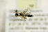  ( - BC ZSM HYM 21344)  @12 [ ] CreativeCommons - Attribution Non-Commercial Share-Alike (2019) SNSB, Staatliche Naturwissenschaftliche Sammlungen Bayerns ZSM (SNSB, Zoologische Staatssammlung Muenchen)