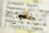  ( - BC ZSM HYM 21348)  @12 [ ] CreativeCommons - Attribution Non-Commercial Share-Alike (2019) SNSB, Staatliche Naturwissenschaftliche Sammlungen Bayerns ZSM (SNSB, Zoologische Staatssammlung Muenchen)