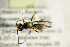  ( - BC ZSM HYM 21351)  @12 [ ] CreativeCommons - Attribution Non-Commercial Share-Alike (2019) SNSB, Staatliche Naturwissenschaftliche Sammlungen Bayerns ZSM (SNSB, Zoologische Staatssammlung Muenchen)