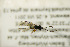  ( - BC ZSM HYM 21353)  @12 [ ] CreativeCommons - Attribution Non-Commercial Share-Alike (2019) SNSB, Staatliche Naturwissenschaftliche Sammlungen Bayerns ZSM (SNSB, Zoologische Staatssammlung Muenchen)