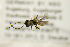  ( - BC ZSM HYM 21354)  @12 [ ] CreativeCommons - Attribution Non-Commercial Share-Alike (2019) SNSB, Staatliche Naturwissenschaftliche Sammlungen Bayerns ZSM (SNSB, Zoologische Staatssammlung Muenchen)