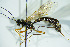  ( - BC ZSM HYM 20933)  @11 [ ] CreativeCommons - Attribution Non-Commercial Share-Alike (2014) Stefan Schmidt SNSB, Zoologische Staatssammlung Muenchen