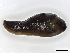  (Prophysaon vanattae - BIOUG51249-H02)  @11 [ ] CreativeCommons - Attribution (2022) CBG Photography Group Centre for Biodiversity Genomics