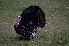  ( - FJ808638)  @14 [ ] No Rights Reserved (2013) BioLib.cz:Gary M. Stolz Unspecified