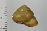  ( - SDNCU-A1186)  @14 [ ] Copyright (2014) Unspecified Specimen depository of the Graduate School of Natural Sciences, Nagoya City University