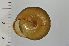  ( - SDNCU-A1186)  @14 [ ] Copyright (2014) Unspecified Specimen depository of the Graduate School of Natural Sciences, Nagoya City University