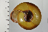  ( - SDNCU-A1369)  @14 [ ] Copyright (2014) Unspecified Specimen depository of the Graduate School of Natural Sciences, Nagoya City University