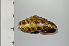  ( - SDNCU-A1302)  @14 [ ] Copyright (2014) Unspecified Specimen depository of the Graduate School of Natural Sciences, Nagoya City University