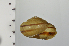  ( - SDNCU-A1224)  @14 [ ] Copyright (2014) Unspecified Specimen depository of the Graduate School of Natural Sciences, Nagoya City University